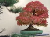 Bonsai: uma exibição em miniatura de folhagem de outono