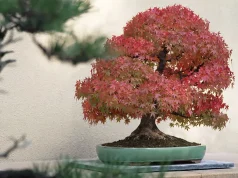Bonsai: uma exibição em miniatura de folhagem de outono
